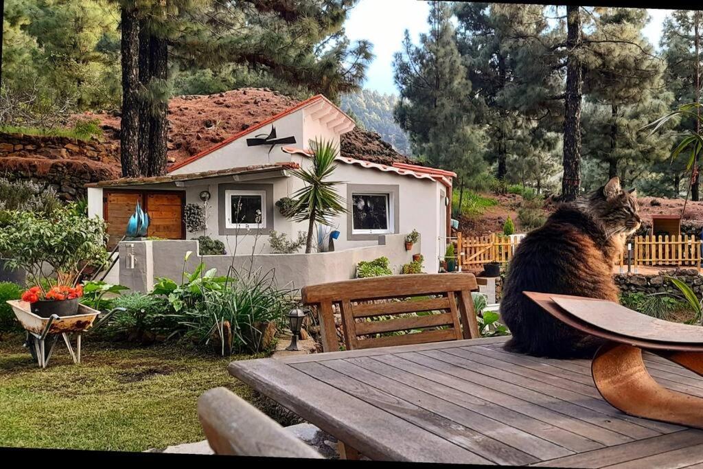 Casa Aguar: Acogedora Casa De Invitados En El Bosque Barrial Exterior photo